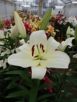 [5168 Massari No01.JPG]